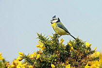 Blue tit (Parus caeruleus) calling on Gorse, Suffolk, UK, April