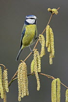 Blue tit (Parus caeruleus) perched on twig with catkins, Essex, UK, February
