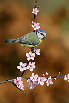 Blue tit (Parus caeruleus) perched on blossom covered twig, Essex, UK, March