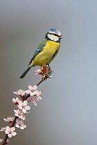 Blue tit (Parus caeruleus) calling, perched on blossom covered twig, Essex, UK, March