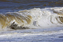 Wave breaking on seashore at high tide, Liverpool Bay, UK, October 2008