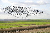 Brent geese (Branta bernicla) flock flying over farmland, Whitstable, Kent, UK, January