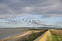 Brent goose (Branta bernicla) flock flying in over sea wall to feed on farmland, Whitstable, Kent, UK, January