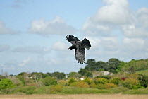 Carrion crow (Corvus corone) in flight, Cornwall, UK, May