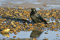 Carrion crow (Corvus corone) on stony beach, Whitstable Bay, Kent, UK, January