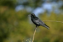 Carrion crow (Corvus corone) on small twig, Essex, UK, November
