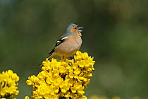 Male Chaffinch (Fringilla coelebs) singing on Gorse, Suffolk, UK, April
