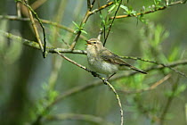 Chiffchaff (Phylloscopus collybita) singing, Essex, UK, April