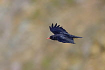 Chough (Pyrrhocorax pyrrhocorax) gliding along cliff face, South Stack, Anglesey, UK, September