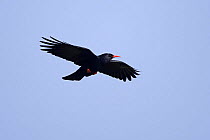 Chough (Pyrrhocorax pyrrhocorax) soaring above cliffs, South Stack, Anglesey, UK, September