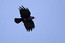 Chough (Pyrrhocorax pyrrhocorax) soaring above cliffs, ,South Stack, Anglesey, UK, September