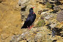 Chough (Pyrrhocorax pyrrhocorax) pair perched on cliffs, South Stack, Anglesey, UK, September