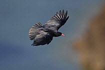 Chough (Pyrrhocorax pyrrhocorax) in flight by sea cliffs, South Stack, Anglesey, UK, September
