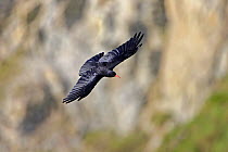 Chough (Pyrrhocorax pyrrhocorax) flying along cliff face, South Stack, Anglesey, UK, September