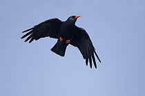 Chough (Pyrrhocorax pyrrhocorax) in flight over cliffs, South Stack, Anglesey, UK, September
