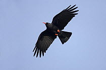 Chough (Pyrrhocorax pyrrhocorax) in flight soring over cliffs, South Stack, Anglesey, UK, September