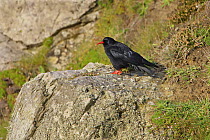Chough (Pyrrhocorax pyrrhocorax) perched on sea cliffs, South Stack, Anglesey, UK, September