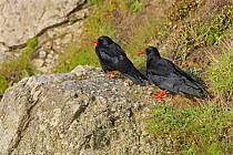 Chough (Pyrrhocorax pyrrhocorax) pair on sea cliffs, South Stack, Anglesey, UK, September
