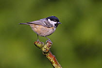 Coal tit (Periparus ater) in garden, Cheshire, UK, January