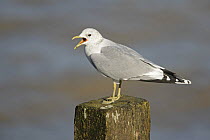 Common gull (Larus canus) calling perched on groyne post, Isle of Sheppey, Kent, UK, November