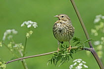 Corn bunting (Miliaria calandra) singing at the edge of a wheat field, Essex, UK, May