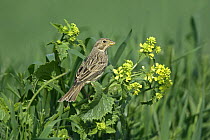 Corn bunting (Miliaria calandra) perched at the edge of a wheat field, Essex, UK, May