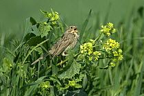Corn bunting (Miliaria calandra) singing perched at the edge of a wheat field, Essex, UK, May