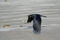 Carrion crow (Corvus corone) flying along beach with food scavenged from dead crab, Liverpool Bay, UK, February