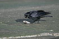Carrion crow (Corvus corone) scavenging food from a dead crab on sea wall, Liverpool Bay, UK, February