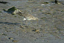 Curlew (Numenius arquata) probing mud for food on shore, Isle of Sheppey, Kent, UK, October