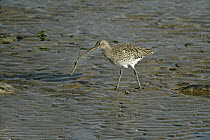 Curlew (Numenius arquata) with food pulled from the mud on shore, Isle of Sheppey, Kent, UK, October