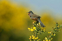 Dartford warbler (Sylvia undata) singing on Gorse, Dorset, UK, April