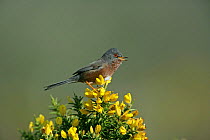 Male Dartford warbler (Sylvia undata) singing on Gorse, Dorset, UK, April