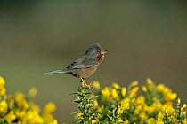 Male Dartford warbler (Sylvia undata) singing on Gorse, Dorset, UK, April