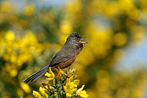 Male Dartford warbler (Sylvia undata) singing on Gorse, Suffolk, UK, April