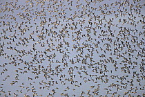 Dunlin (Calidris alpina) flock in flight, Liverpool Bay, UK, September