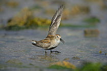 Male Dunlin (Calidris alpina) performing one wing lift display and calling against rival male on shoreline feeding territory, Yell, Shetland, UK, May