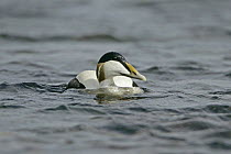 Male Eider duck (Somateria mollissima) swimming on sea, Unst, Shetland, UK, June
