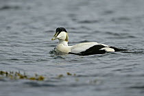 Male Eider duck (Somateria mollissima) swimming on sea, Unst, Shetland, UK, June