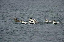 Female Eider duck (Somateria mollissima) with six males swimming on sea, Unst, Shetland, UK, May