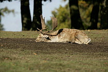 Male Fallow deer (Cervus / Dama dama) asleep, Kent, UK, October