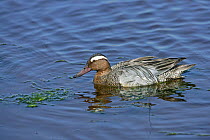 Male Garganey (Anas querquedula) on water, Scilly Isles, UK, May