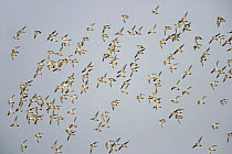 Golden plover (Pluvialis apricaria) flock in flight, East Mersea Island, Essex, UK, December