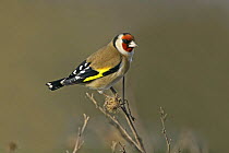 Goldfinch (Carduelis carduelis) perched to feed on Burdock, Kent, UK, January
