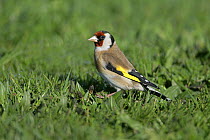 Goldfinch (Carduelis carduelis) on grass in garden, Cheshire, UK, April