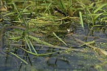 Grass snake (Natrix natrix) hunting frogs in ditch using tongue to scent prey, Cliffe Marshes, Kent, UK, May