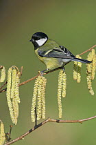 Great tit (Parus major) on twig with catkins, Essex, UK, February