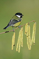 Great tit (Parus major) perched on twig with catkins, Essex, UK, February