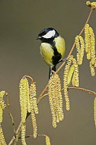 Great tit (Parus major) perched on twig with catkins, Essex, UK, February