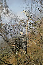 Grey heron (Ardea cinerea) pair at nest, lower bird adding twig to nest, Midlands, UK, February